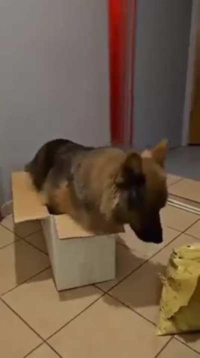 Someone needs to tell him that he is nolonger a puppy and cannot fit in his boxes now