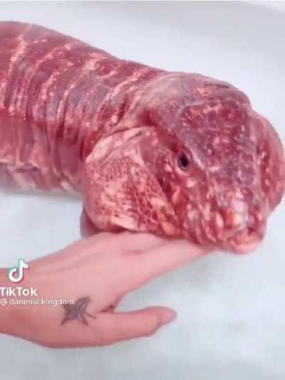 Интересный ящер