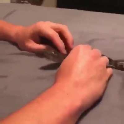 Would you share your bed with a little cute crocodile?