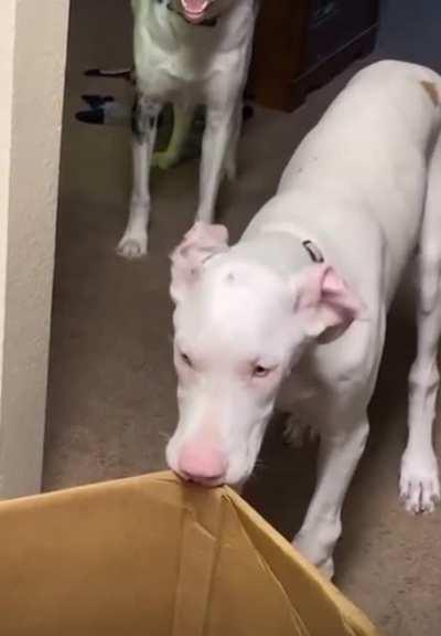 Only 1 brain cell between these 2.