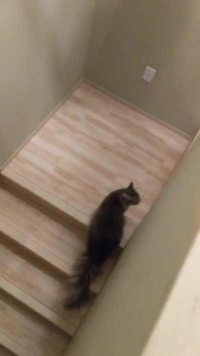 Finally got his yells on video. He has a morning yell routine.