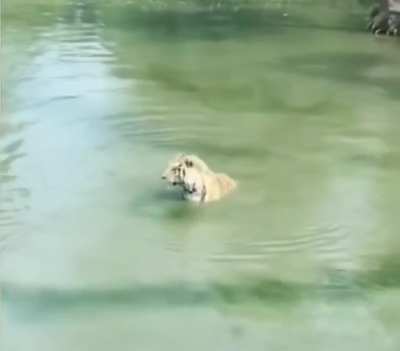 Ducking away from a tiger