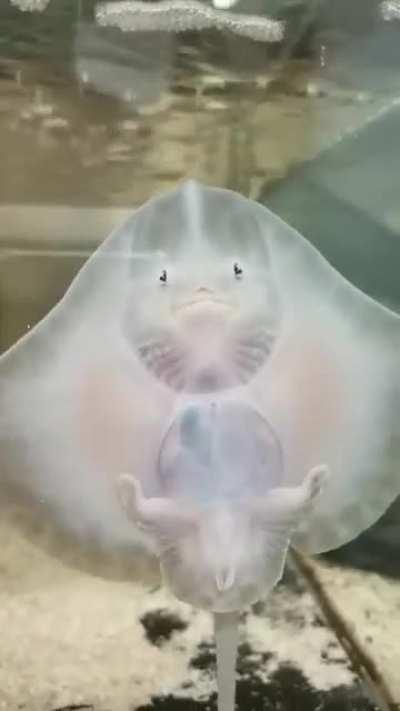 A thornback ray (raja clavata)