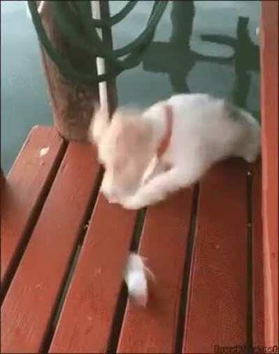 WCGW Investigating a fishy lead