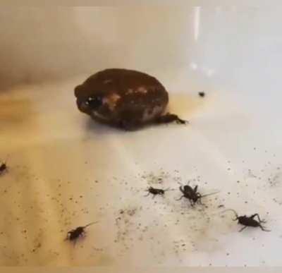 Afking to 99 slayer.