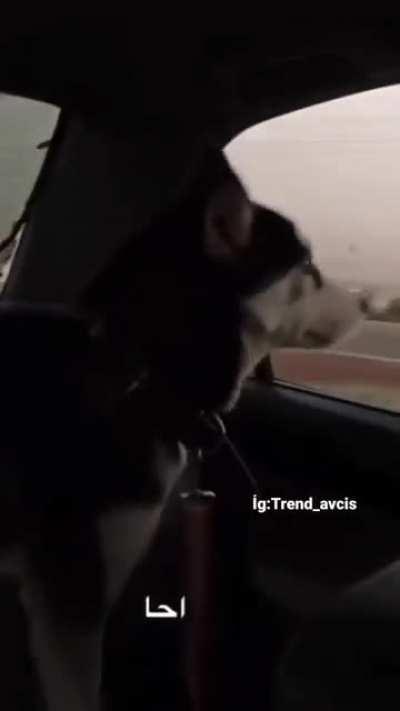 Just lets the dog go