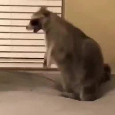 Raccoon falls off the bed