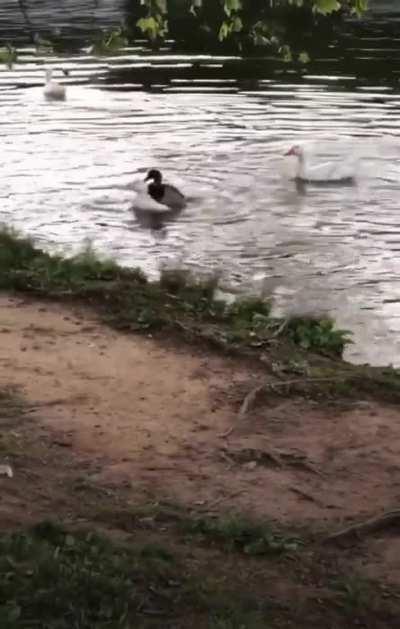 Woman releases pet duck into the wild.... what could go wrong?