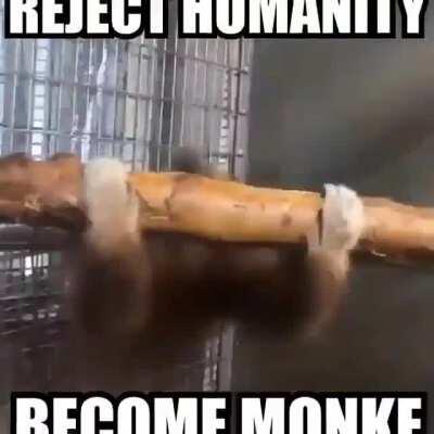 Rejeite humanidade voltar macaco