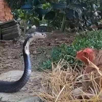 snake & chicken stare each other down