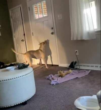 Tail chasing at its best