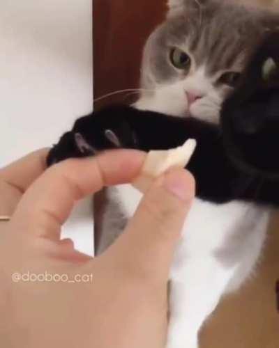 I saved another kitty from eating less than fresh meat. It was out of the fridge for a few minutes so was unsafe from them to eat. I was told I was a bad kitty instead of thanked and given treats. How do I deal with this slander?