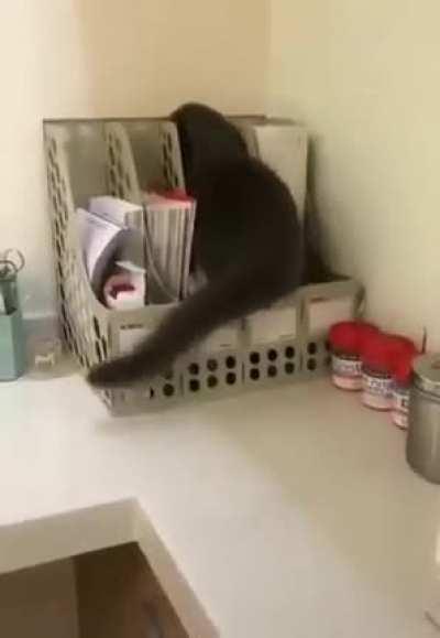 Кота не видели?