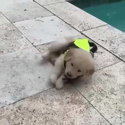 The vest weighs more than the puppy