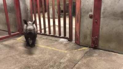Rhino calf plays with zoo keeper