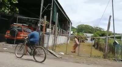 Lemon thief discovers that the property owners electrified their fence to prevent stealing