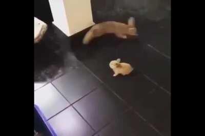 A slightly odd looking cat 🦊