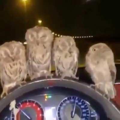Late night cruising with my Niggas 🦉