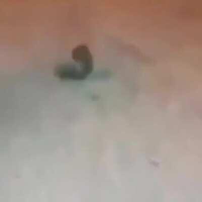 Jugador de free fire sacando los pasitos prohibidos