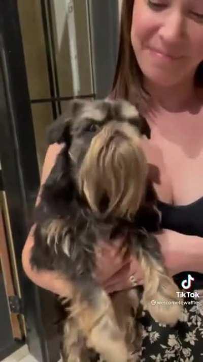 Wise old dog tells people to get more doge