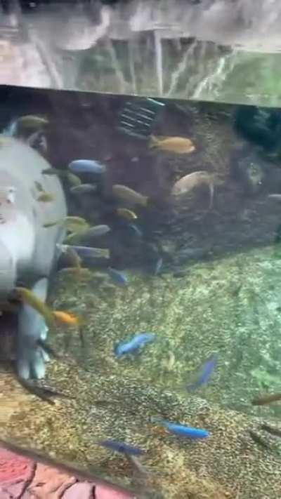 Where can I buy a hippo. Asking for a friend.