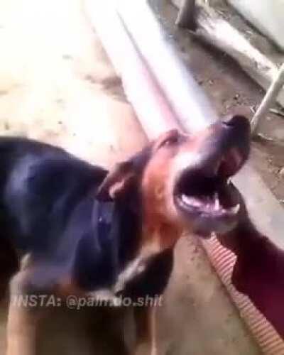 😥 nao faz ele chora