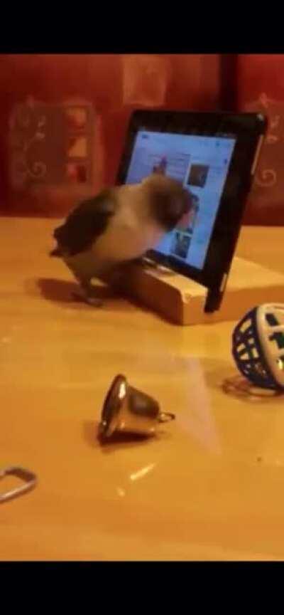 Birds never fail to amaze me.