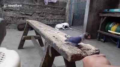 Time to feed the bird.