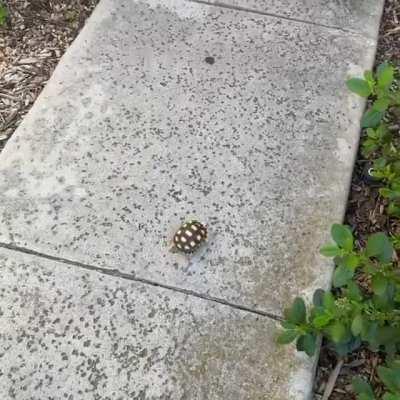 Someone likes Morning walks turtle 🐢