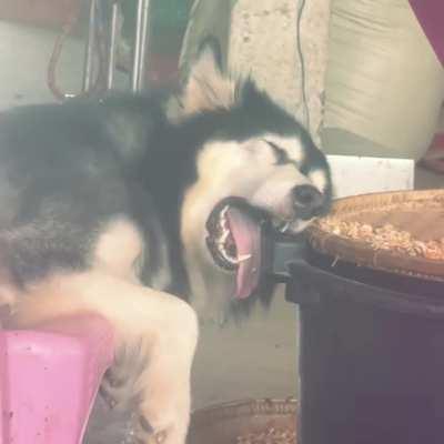 Comfy doggo can sleep anywhere