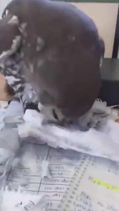 But Sir, my pet did eat my homework..