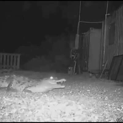 Come and get us you wacko gecko