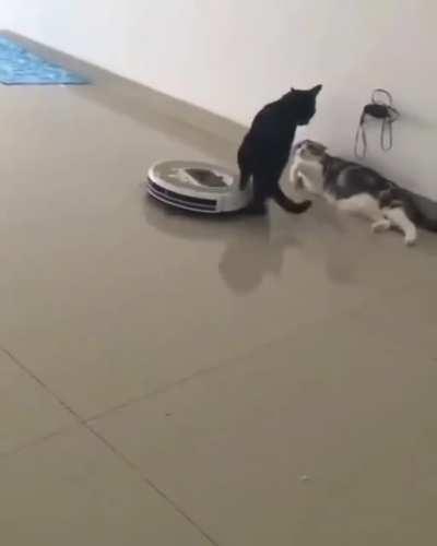bandit cat and vacuum cleaner