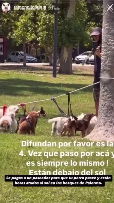 Bosques de Palermo: Mujer escrachó a un paseador de perros por tenerlos atados a un árbol
