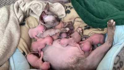 Our lovely bambino has had litter of 8 babies 3 days ago. How all of them lived in her belly for 2 months is still a mystery