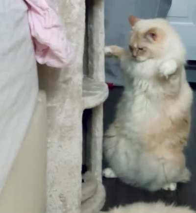 Very shock, much surprise 🙀