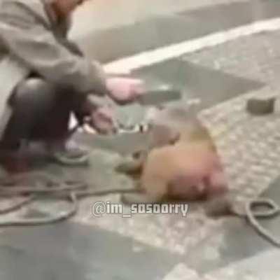 Los monos van a dominar el mundo no estoy loco wn