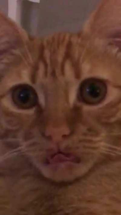 This cat flirting...