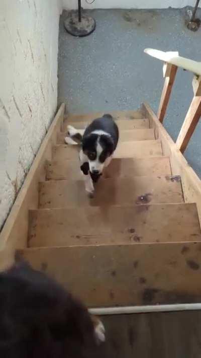 Bless his heart, King tries his best