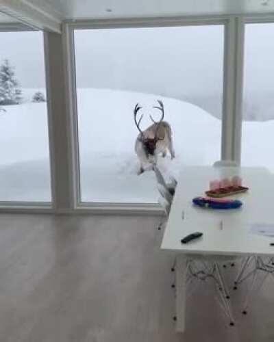 Rudolph the Raindeer