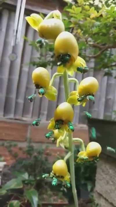 Can’t resist these cuties!