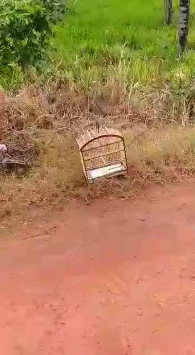 Salvadores dos pássaros!