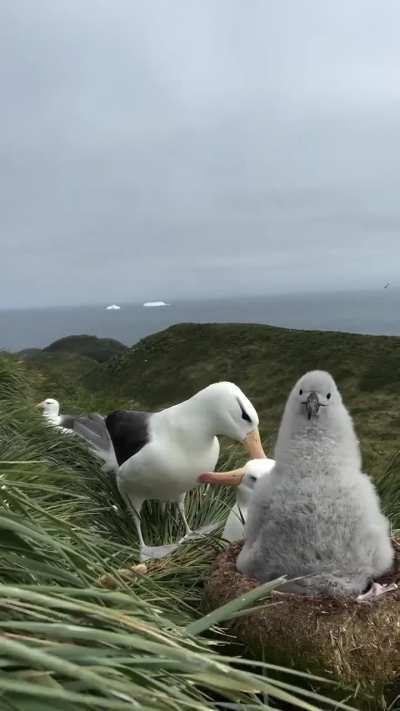 Black-browed Albatross chick with parents