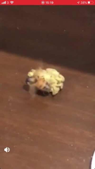 Bee tryna run off with some smoke 🧐