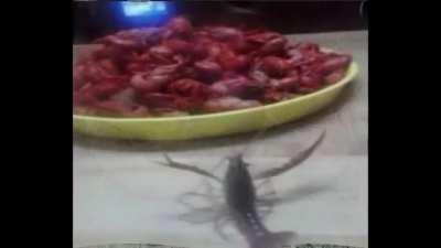 story of blue lobster