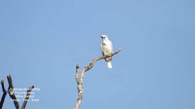 Araponga:A ave mais barulhenta do mundo!!