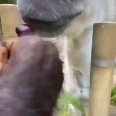 Monkey wanna share a snackaroo