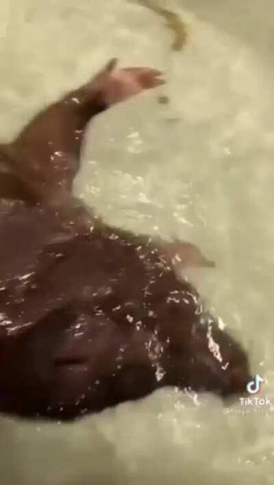 Спа процедуры для кабана