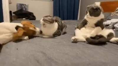 Спокойствие против нервяка