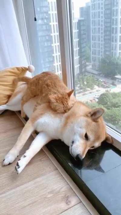 You Had To Get A Cat Didnt You Karen ?